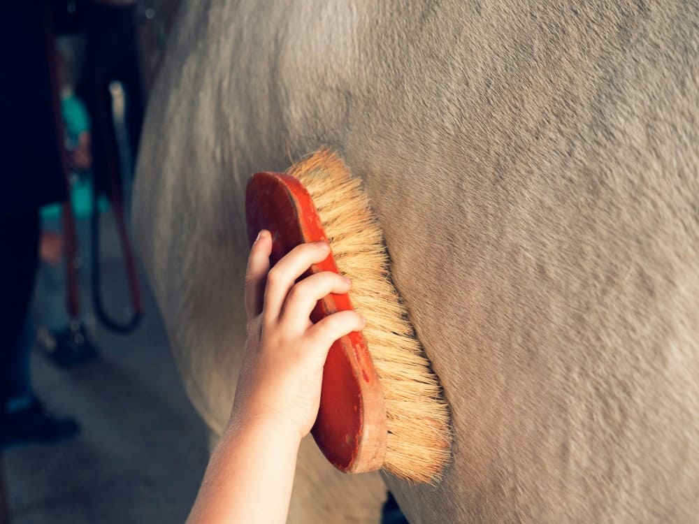Cavalier qui brosse son cheval