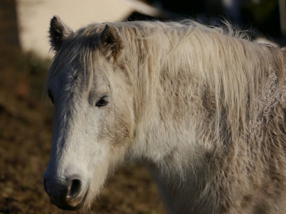 Maladie de Cushing cheval aux poils frisés