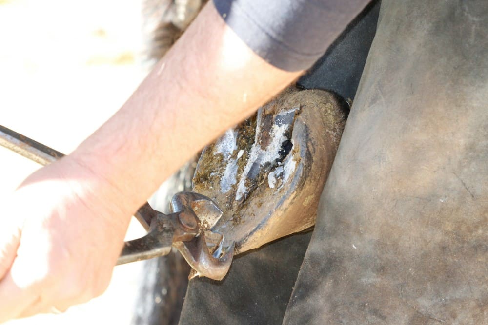 Maréchal ferrant qui coupe la corne du pied du cheval