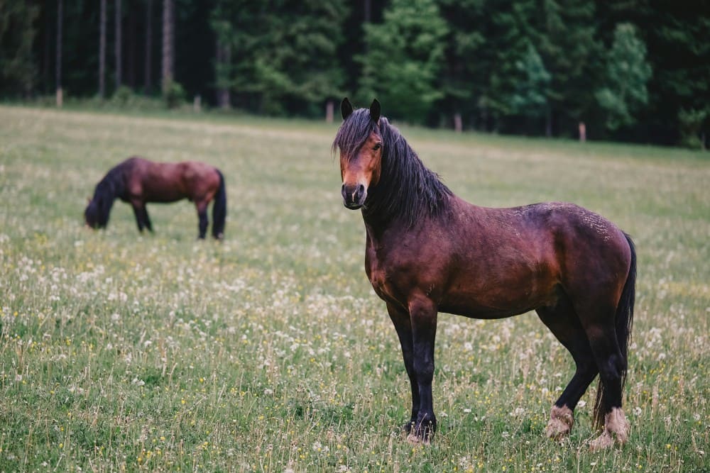 Cheval au pré