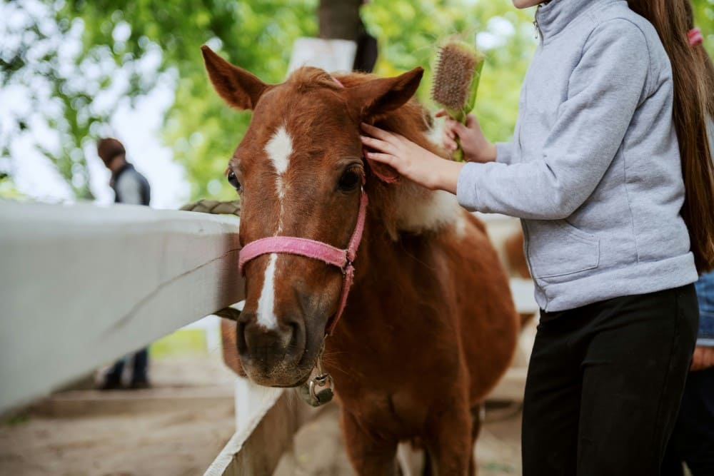 cheval thérapie, enfant qui s'occupe de son cheval