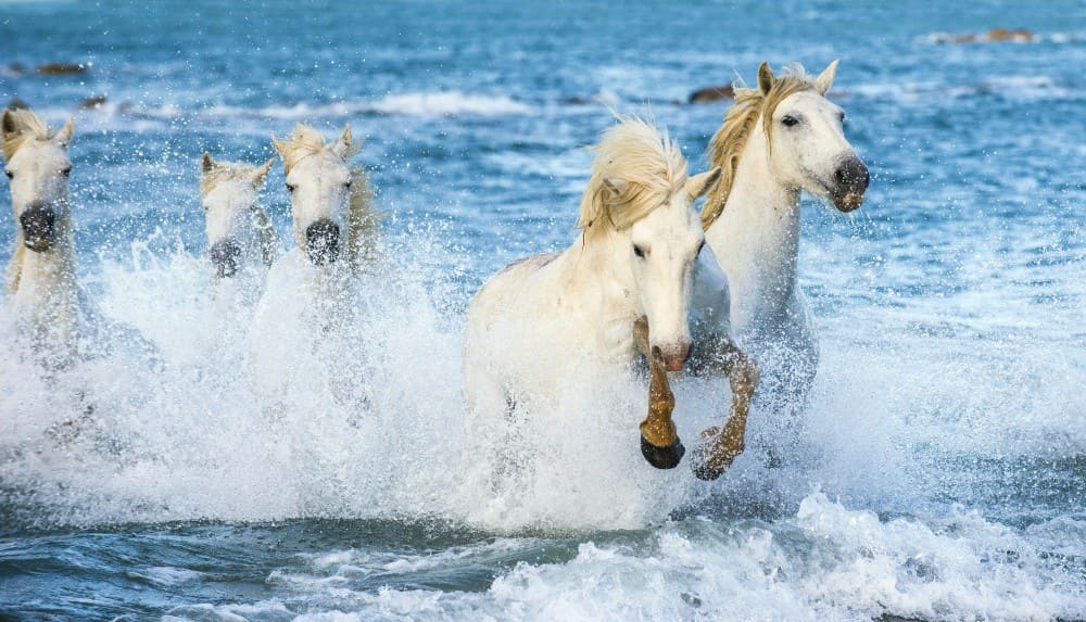Chevaux dans l'eau à la plage
