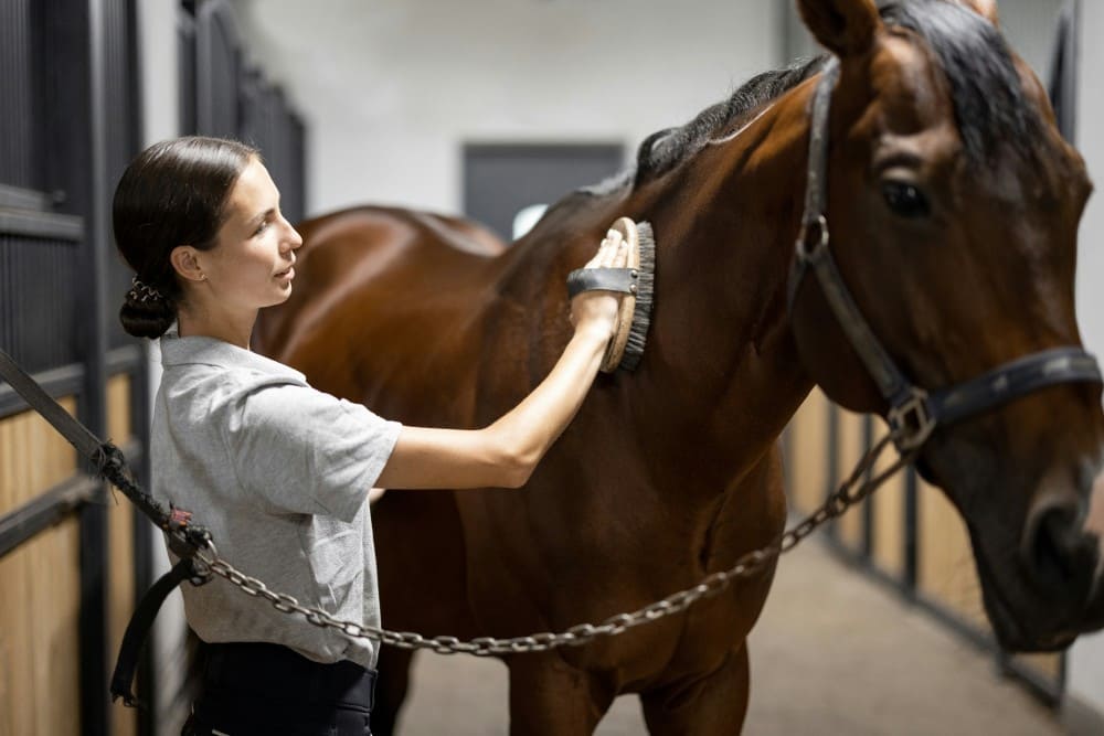 Le cheval le plus cher au monde, cheval brossé dans une écurie par une cavalière