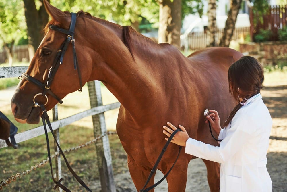 Vermifuger son cheval visite du vétérinaire