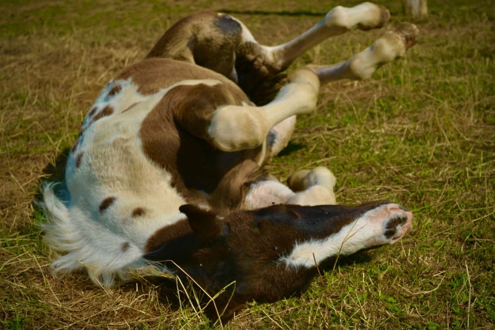 American paint horse breed qui se roule