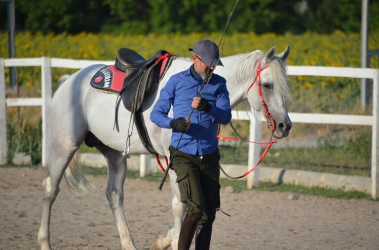 Cavalier ayant fait un travail à la longe avec un jeune cheval, séance de débourrage