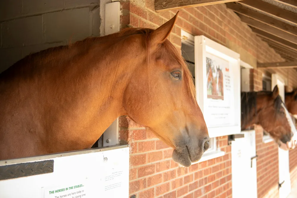 Chevaux au box dans une écurie — repos recommandé de 48 heures minimum après la vaccination équine