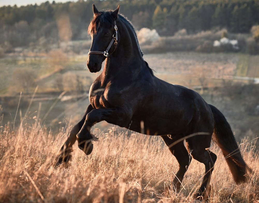 Cheval frison noir se cabrant dans la nature