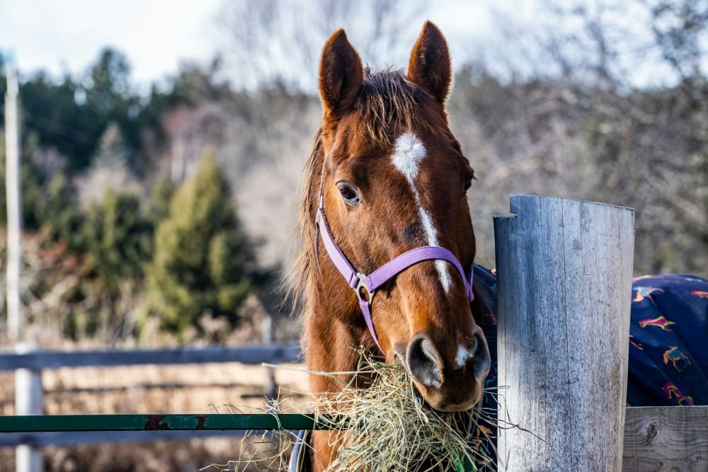Cheval qui mange du foin