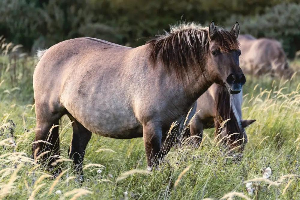 Cheval en surpoids dans une prairie : l'embonpoint est l'un des principaux facteurs de risque de fourbure