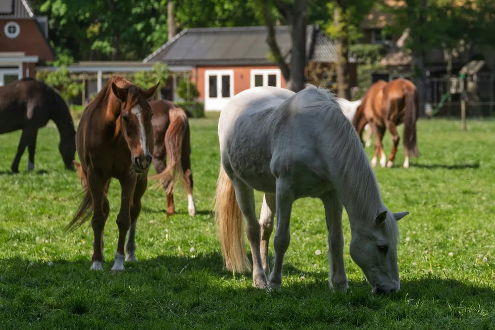 Groupe de chevaux en pension au pré — le contact entre chevaux favorise la transmission des maladies infectieuses comme la grippe équine ou la rhinopneumonie