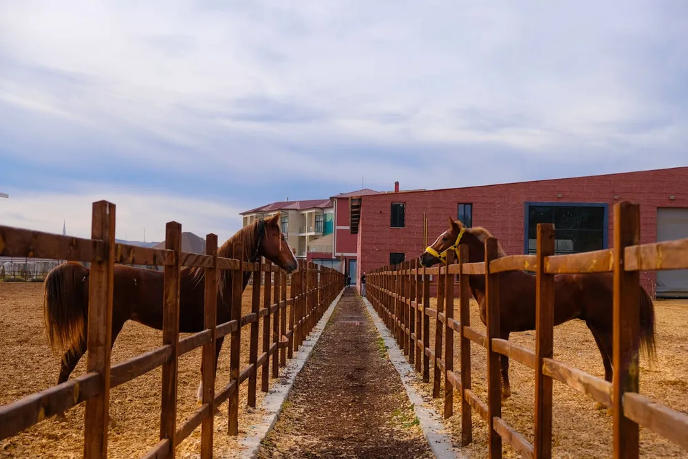Chevaux en paddocks extérieurs dans une écurie de pension — les sorties quotidiennes sont un critère fondamental de bien-être équin