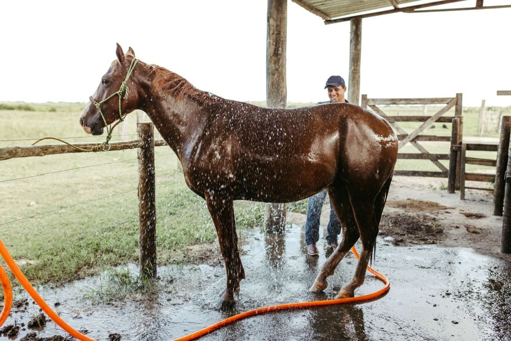 Doucher son cheval, homme qui douche son cheval alezan