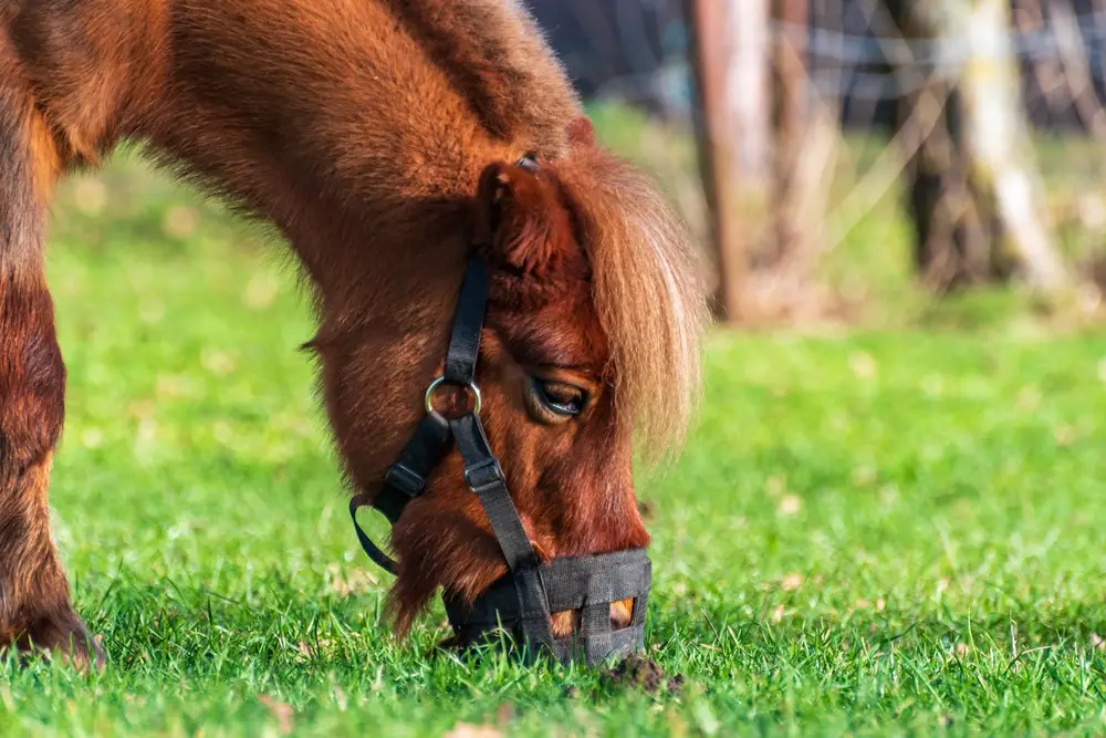 Poney avec panier anti-fourbure au pré, outil de prévention pour limiter l'ingestion d'herbe riche
