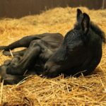 Cheval Frison : Noir, blanc, origine, caractère, prix