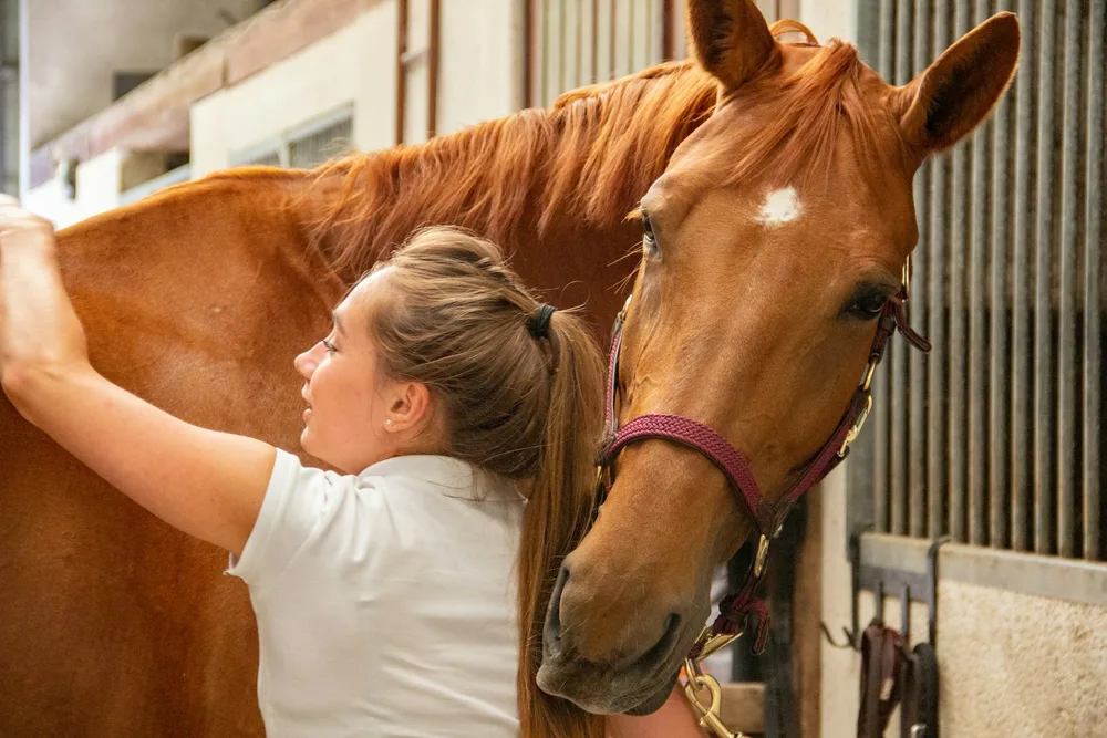 Propriétaire effectuant le pansage de son cheval dans une écurie — après l'achat, le travail quotidien commence