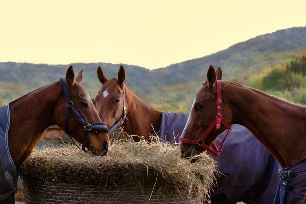Que mange un cheval, trois chevaux autour d'un round de foin