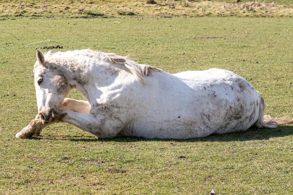 Cheval couché en prairie, signe possible de fourbure aiguë sévère quand l'appui devient insupportable