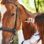Vaccination du cheval : calendrier officiel et maladies concernées