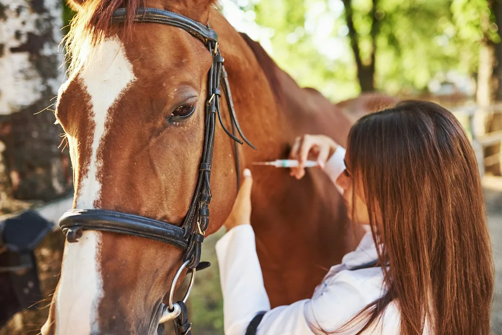 Vaccination du cheval : calendrier officiel et maladies concernées