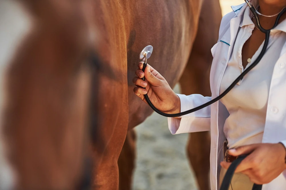 Vétérinaire auscultatant un cheval avec un stéthoscope lors d'une visite d'achat équine — examen cardiaque indispensable