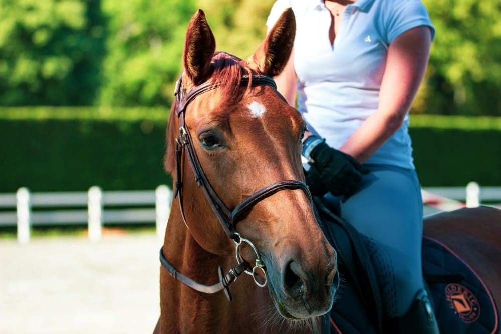 Cavalière à cheval dans une carrière pour BPJEPS équitation