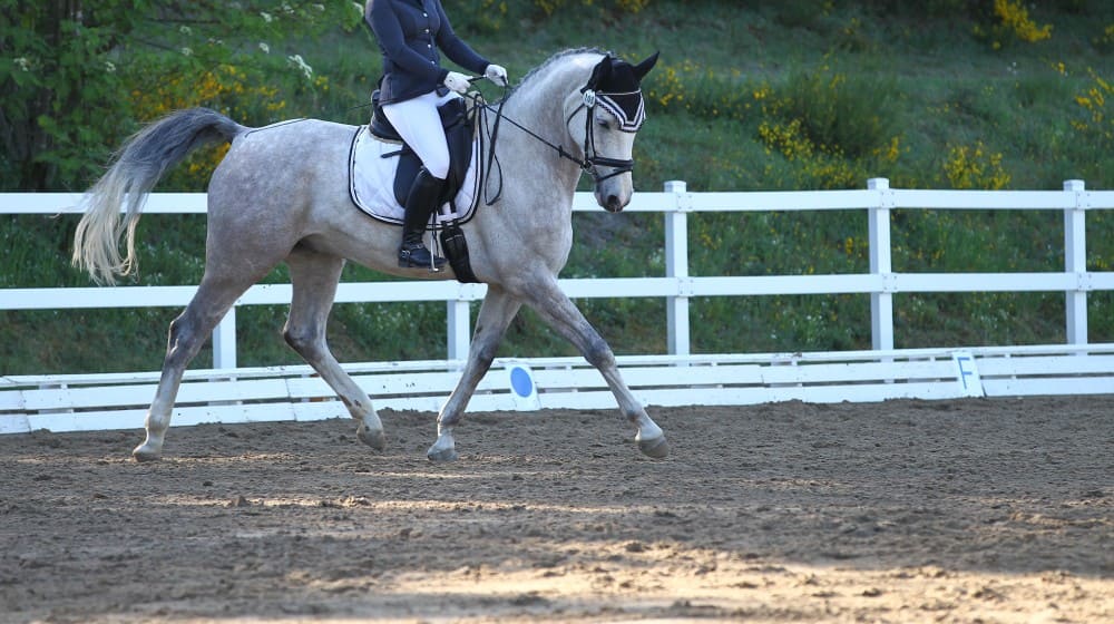 Cavalière avec son cheval au trot