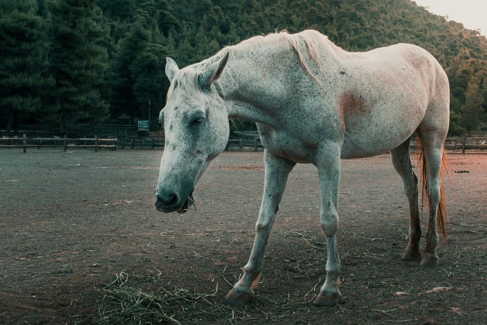 Cheval âgé, retraite du cheval obligatoire