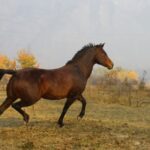Le trot : bases, diagonal et exercices pour le maîtriser