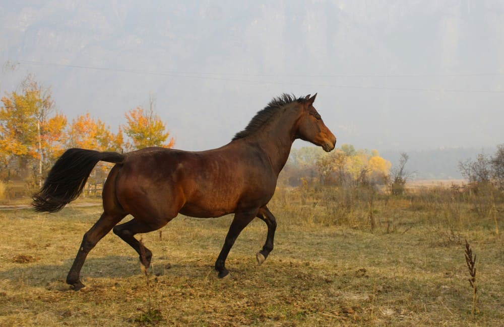 Cheval bai au trot dans un pré