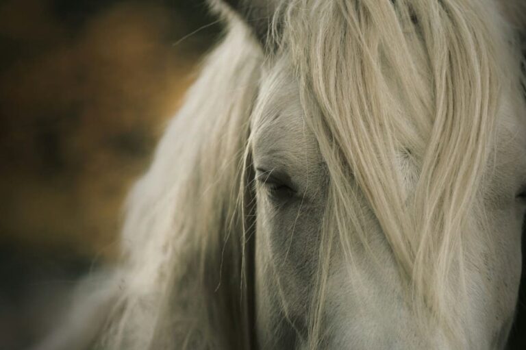 Cheval blanc qui travaille régulièrement l'épaule en dedans