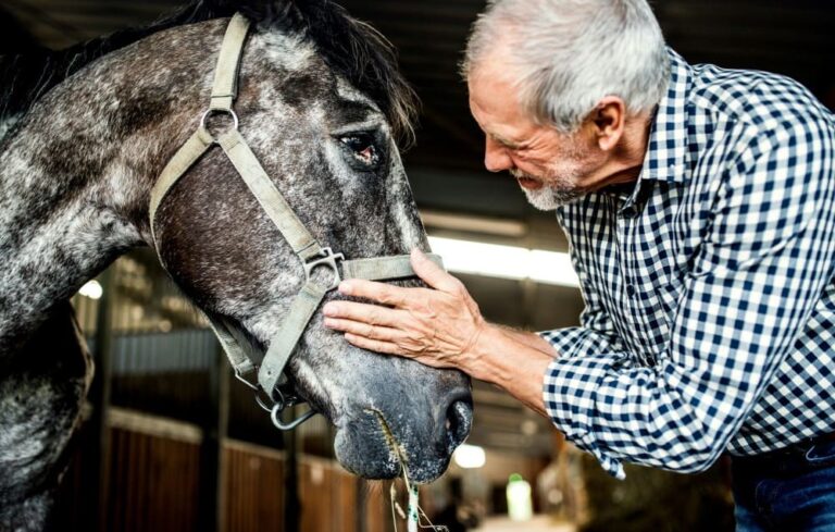 Retraite du cheval : Quand et comment gérer la fin de carrière ?