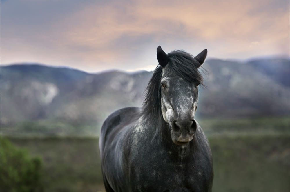 Cheval gris au pré qui profite de sa retraite