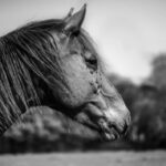 Huile de cade pour chevaux : Produit ancestral pour les soins équins