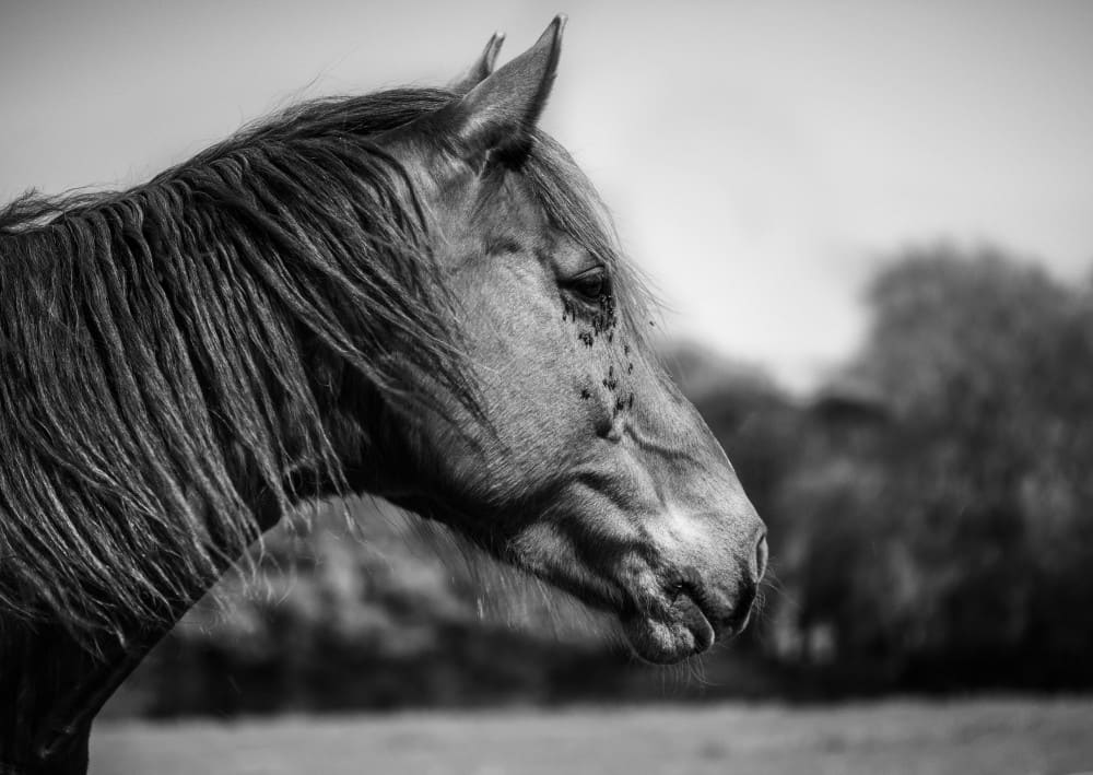 Cheval recouvert de mouches sur la tête
