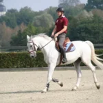 Galop 6 : programme complet, épreuves et conseils pour réussir