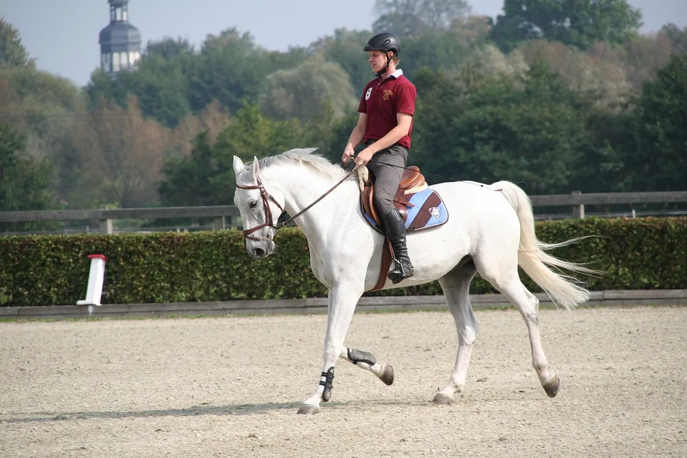 Galop 6 : programme, spécificités et préparation
