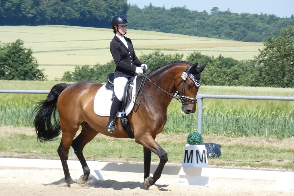 Cavalière en reprise de dressage sur un cheval bai en carrière extérieure — niveau Club 2 Grand Prix correspondant au galop 6