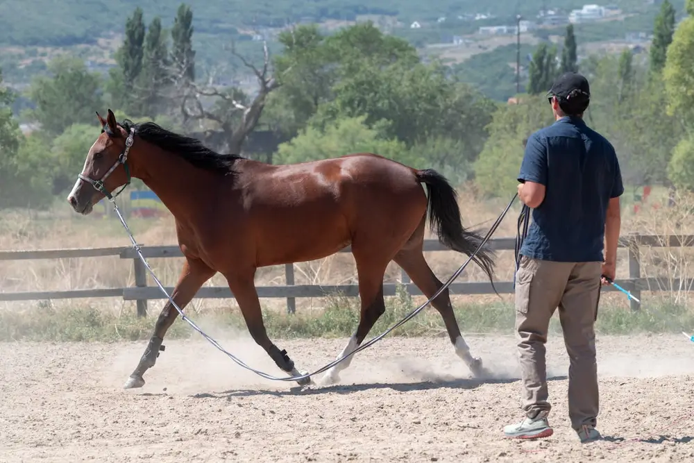 Cavalier travaillant un cheval bai aux longues rênes au trot en extérieur — les longues rênes au pas et au trot sont au programme du galop 7