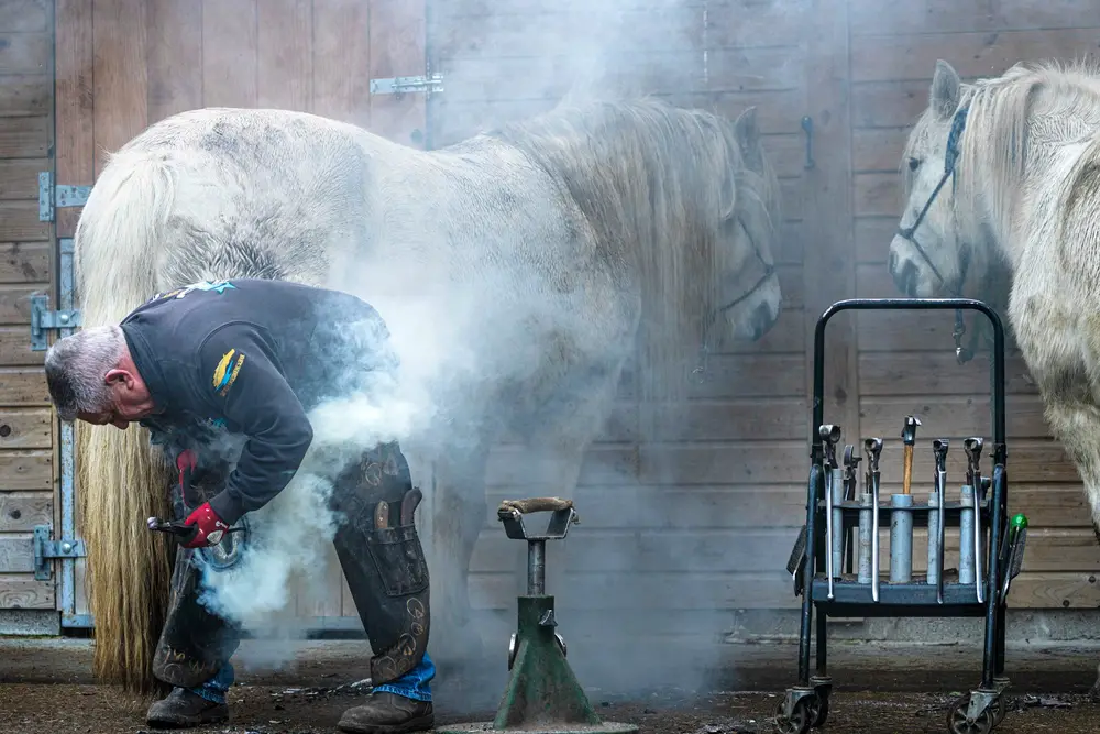 Maréchal-ferrant réalisant une ferrure à chaud sur un cheval blanc dans une écurie — fumée de mise à chaud visible