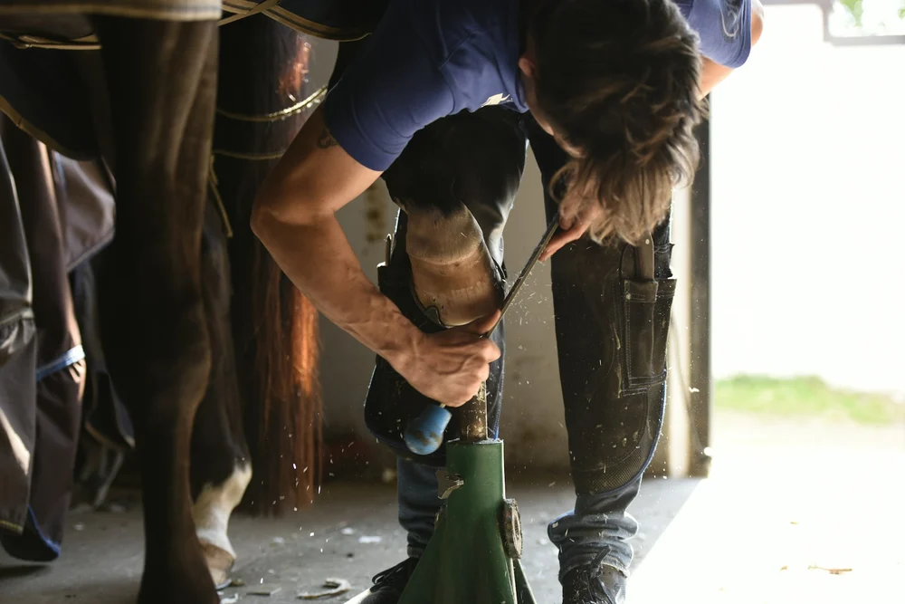 Maréchal-ferrant travaillant le sabot d'un cheval avec une ponceuse lors du parage — maréchalerie équine