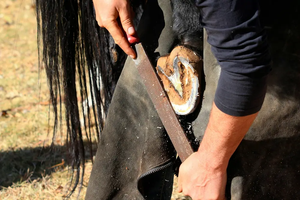 Parage du sabot d'un cheval noir à la râpe — la face plantaire révèle la sole, la fourchette et la paroi