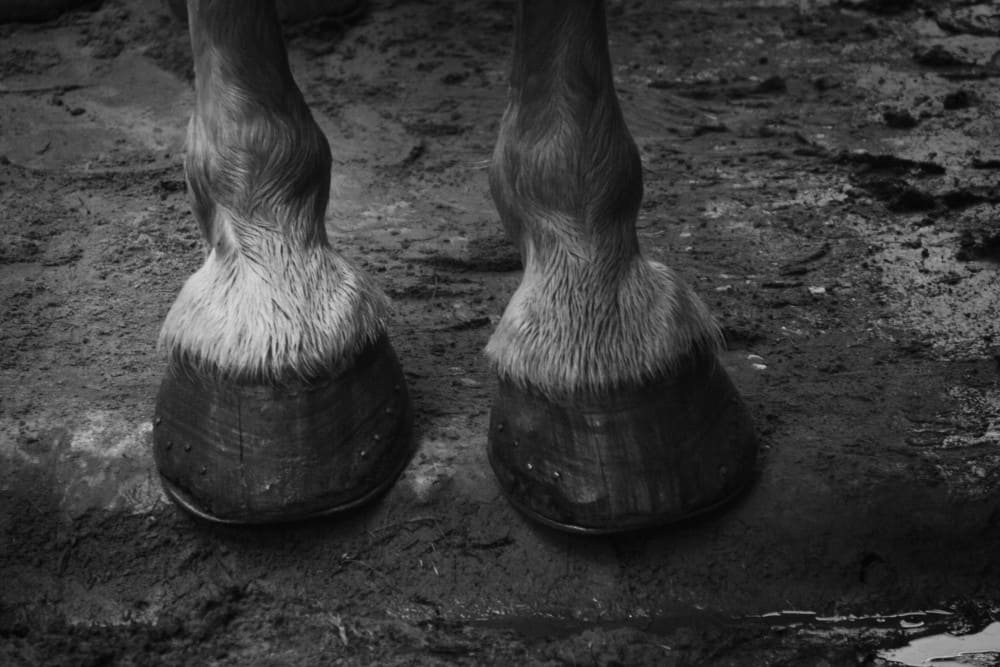 Sabots de cheval nourris avec de l'huile de cade
