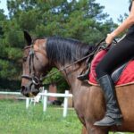 Mise en selle à cheval : Améliorer équilibre, assiette et position