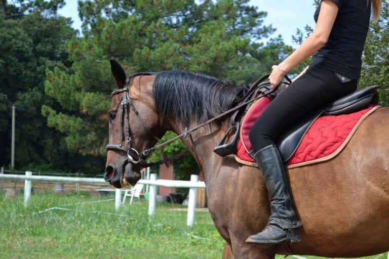 Cavalière faisant de la mise en selle à cheval
