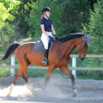 Comment améliorer le trot assis ? Guide complet pour progresser à cheval