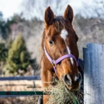 Bouchon œsophagien chez le cheval : symptômes, causes, traitements et prévention pour éviter les récidives