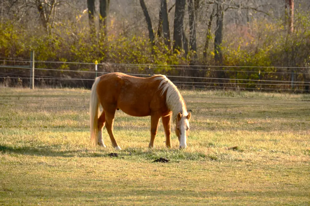 Cheval broutant calmement au pré, reprise alimentaire en douceur après un bouchon œsophagien