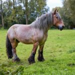 Cheval de trait : force, histoire et diversité des races