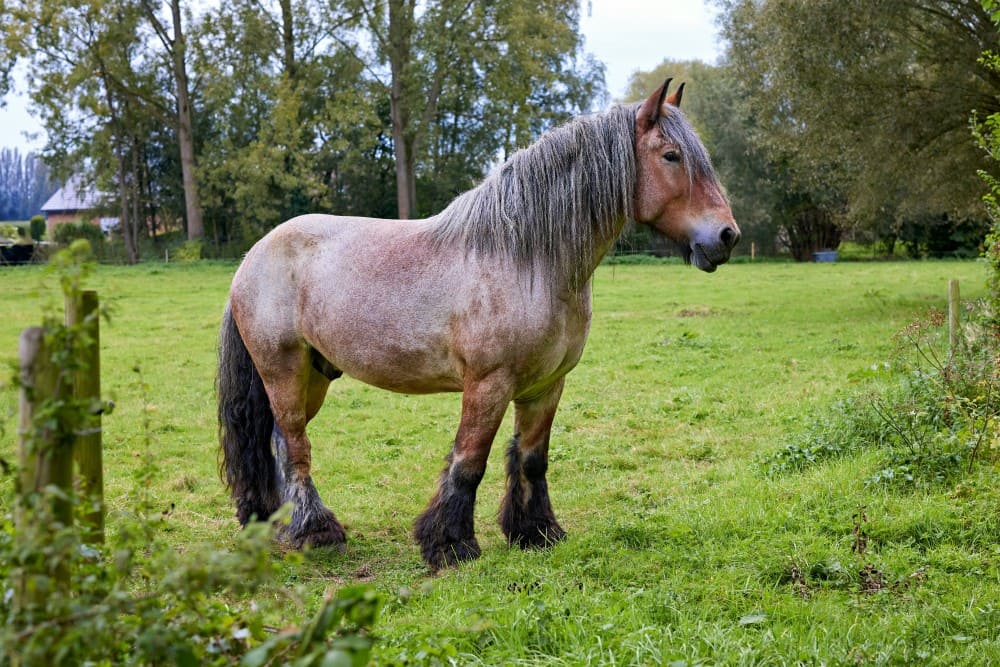Cheval de trait avec une robe rouanée